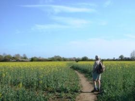 Rape field