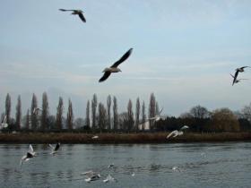 Seagulls over the tidal Thames