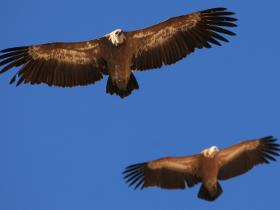 The vultures