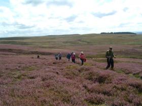 Heather clad moorland