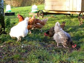 rare breeds free-range hens