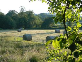 The field on a July evening