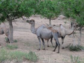 Camels at Gobi oasis