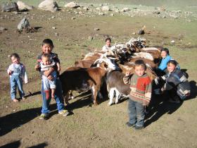 Milking goats