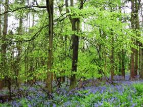 Beechwood in spring
