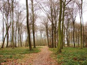 Beechwood in winter