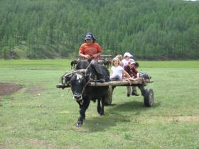 Riding a yak and cart