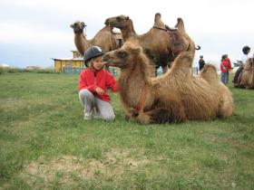 Camels at Bayangobi ger camp
