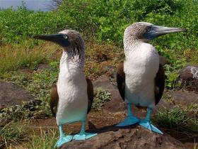 Blue-footed boobies