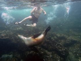 Swimming with sea lions