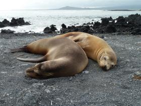 Sea lions basking on Isabela Island