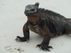 Marine iguana on beach