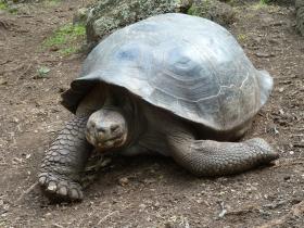 Giant tortoise on Floreana