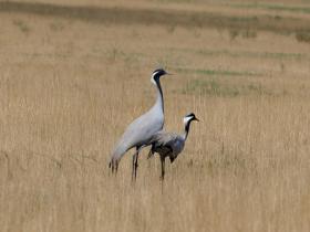 Incredible wildlife close-up - Demoiselle Crane