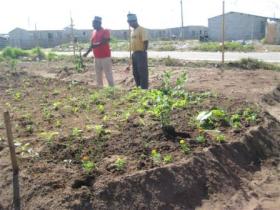 Emmanuel - the vegetable plot