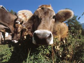 Rural world in Trentino