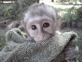 Volunteer with monkeys in South Africa