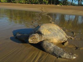 Volunteer with turtles in Costa Rica