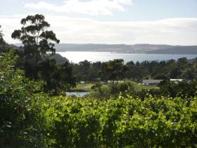 View across the vineyard to D'Entrecasteaux Channel