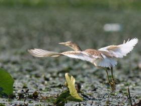 Montenegro bird watching holiday