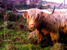 Highland cooo