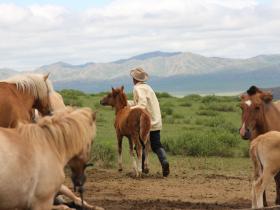 Experience the wide-open steppe of the nomadic heartland