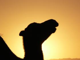 Camel trek as the sun rises over the Gobi Desert