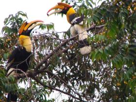 Hornbills - over 350 species of birds