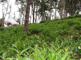 A lush carpet of tea bushes outside your room