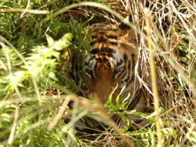 Tiger in India