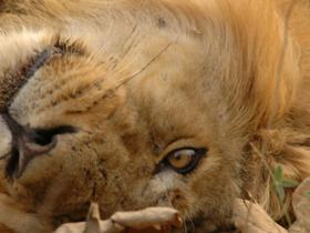Asiatic Lion, India