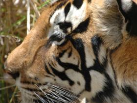 India tiger watching holidays