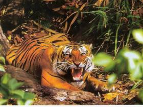 Tadoba National park tiger safari, India