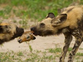 Wild Dogs, Botswana, Copyright Shaun Stanley