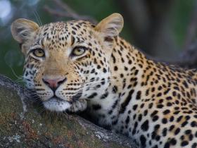 Leopard, Botswana Copyright Shaun Stanley