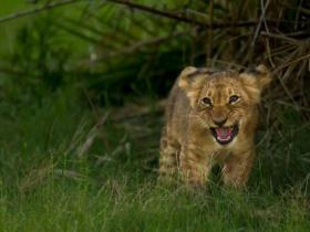 Lion Cub, Botswana Copyright Shaun Stanley
