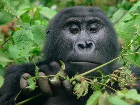 Gorilla safari in Uganda