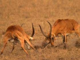 Kob Fighting, Uganda - Copyright Shaun Stanley
