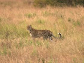 Leopard in Ishasha, Uganda -  Copyright Shaun Stanley