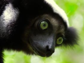 Indri, Madagascar - Copyright Shaun Stanley