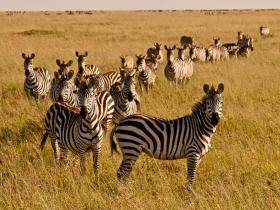 Zebra on the Plains