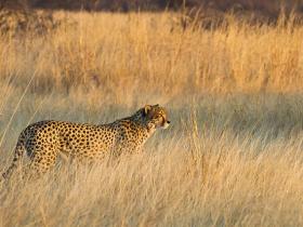 Cheetah