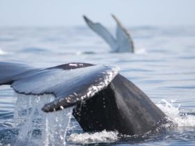 Members of the world's largest humpback gathering