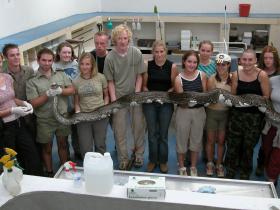 Volunteers with an African Rock Python