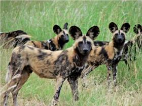 Wildlife monitoring volunteer project in South Africa