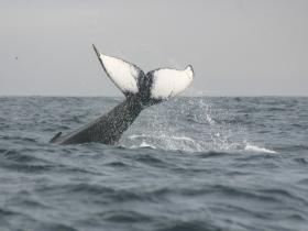A humpback puts on a dramatic display