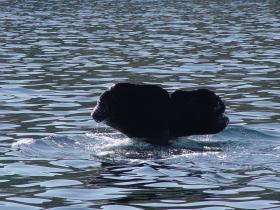 Doing OK 20 years after orca encounter