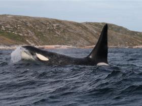 Large male orca along the Battle Harbour coast