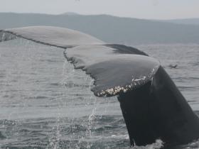 Whale study week in Newfoundland