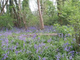 Our bluebell woods